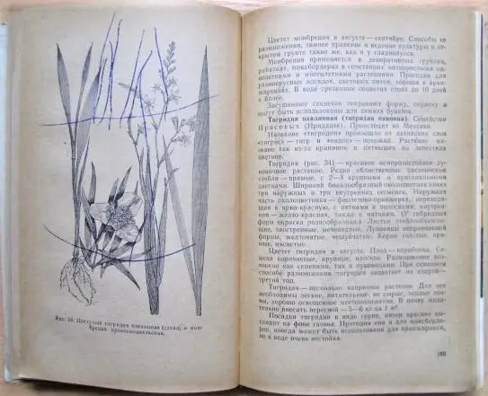 Тавлинова Г. К. Цветоводство. 4