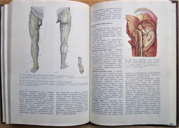 Анатомия человека. В двух томах. Учебник для студентов медицинских институтов. 4