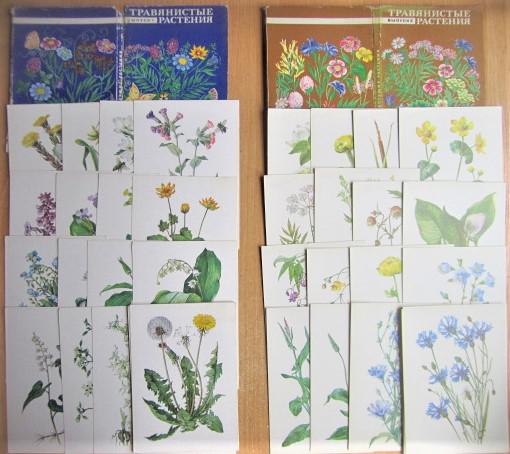 Серия карточек «Дикорастущие растения. Травянистые растения». Выпуск 1 и 2.