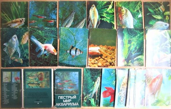 Пестрый мир аквариума. Выпуск I. Комплект из 25 цветных открыток.
