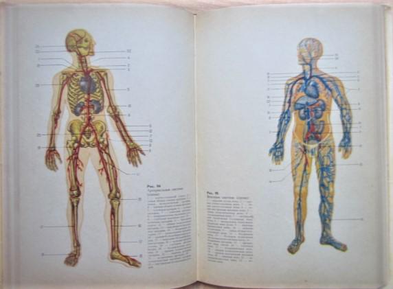 Анатомия человека. Учебник для средних учебных заведений физической культуры. 2