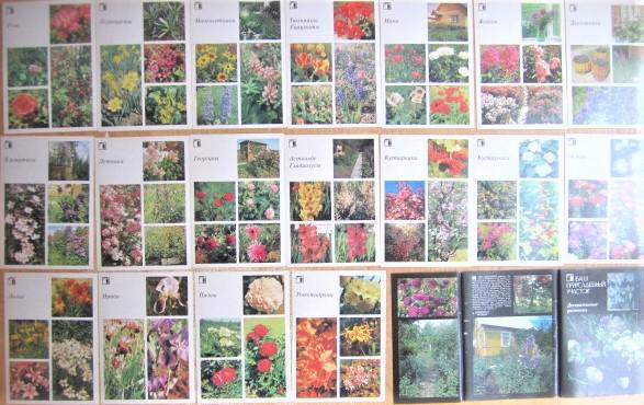 «Декоративные растения. Ваш приусадебный участок». Выпуск 3. Комплект из 18 открыток.