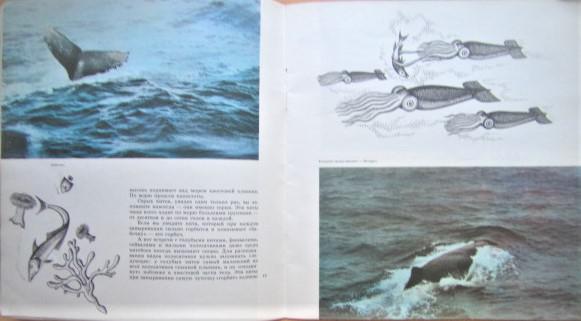 Тройнин В. Рассказы о китах. 1