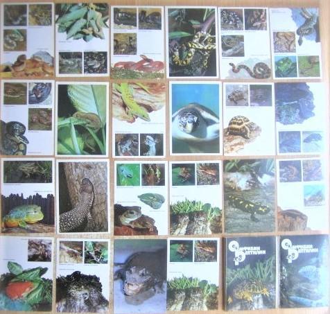 «Амфибии. Рептилии». Комплект из 22 открыток.