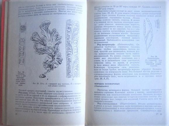 Горбунова Н. и др.	Малый практикум по низшим растениям. Учебное пособие 1