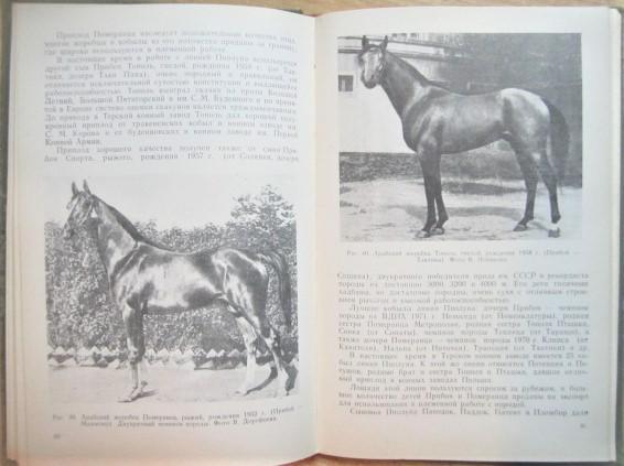 Арабская лошадь в СССР. 1