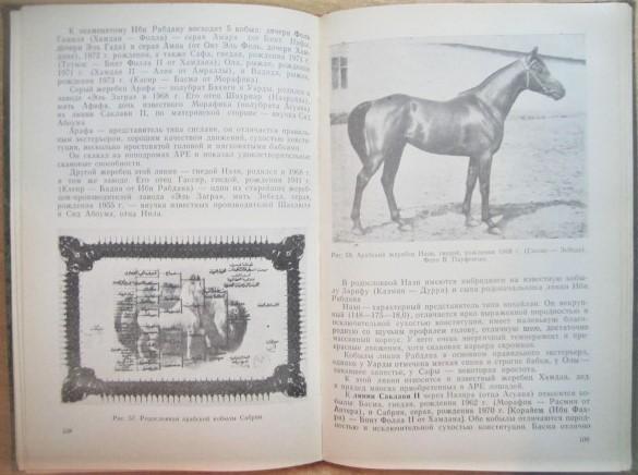 Арабская лошадь в СССР. 3