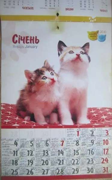 Календар Кумедні кішки. Смешные кошки. 1