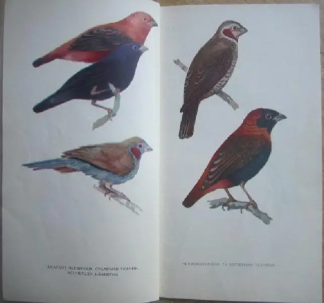 Г.Ф. Романишин.	Співочі птахи. 1