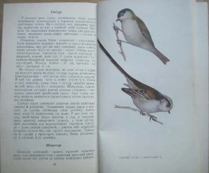 Г.Ф. Романишин.	Співочі птахи. 2