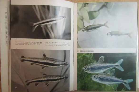 Франк С.	Иллюстрированная энциклопедия рыб. 1