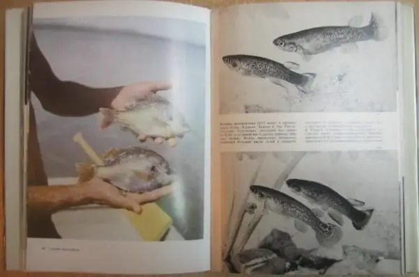 Франк С.	Иллюстрированная энциклопедия рыб. 2