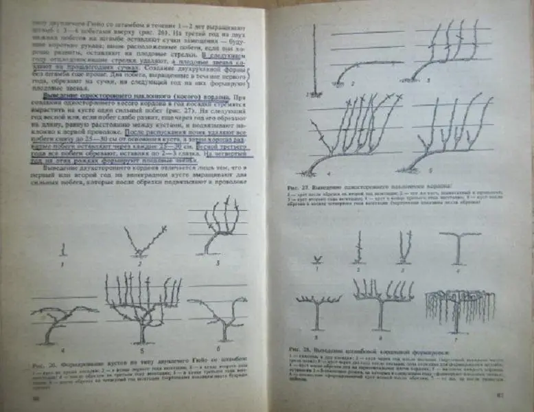 Коваль Н.М., Комарова Е.С., Мартьянова О.А.	Настольная книга виноградаря. 2
