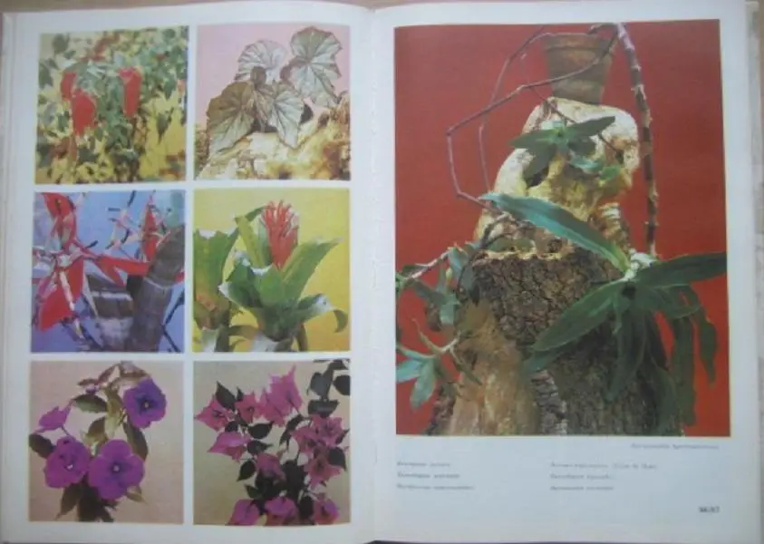 Жоголева В. и др. Цветы. Комнатные растения и декоративноцветущие кустарники. 1