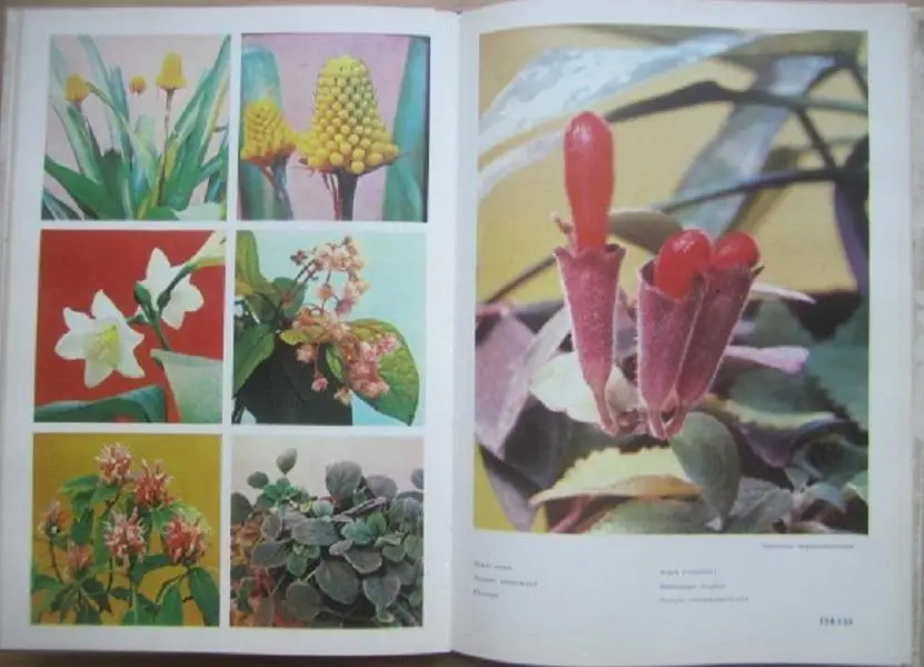 Жоголева В. и др. Цветы. Комнатные растения и декоративноцветущие кустарники. 2