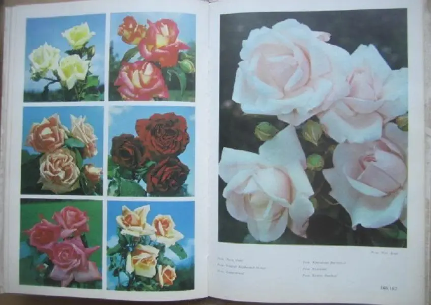 Жоголева В. и др. Цветы. Комнатные растения и декоративноцветущие кустарники. 3