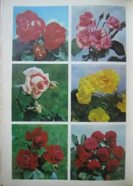 Жоголева В. и др. Цветы. Комнатные растения и декоративноцветущие кустарники. 4