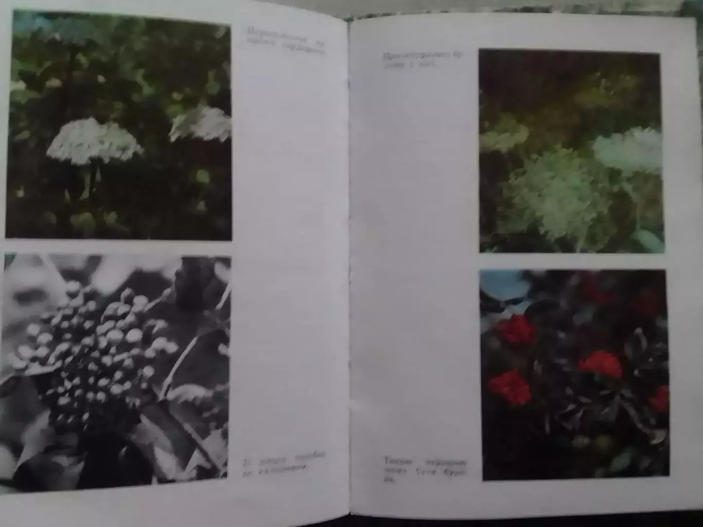 ПЛОДОВІ КАРПАТСЬКИХ ЛІСІВ. Терлецький..Оптом скидки до 32%! 1