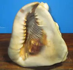 ракушка Касис тубероза Куба