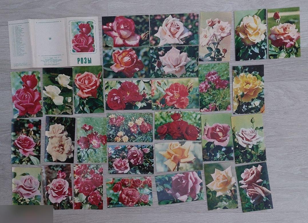Открытка, Открытки, Флора, Природа, Цветы, Цветок, Розы, 1973 год, Набор, 30 шт.