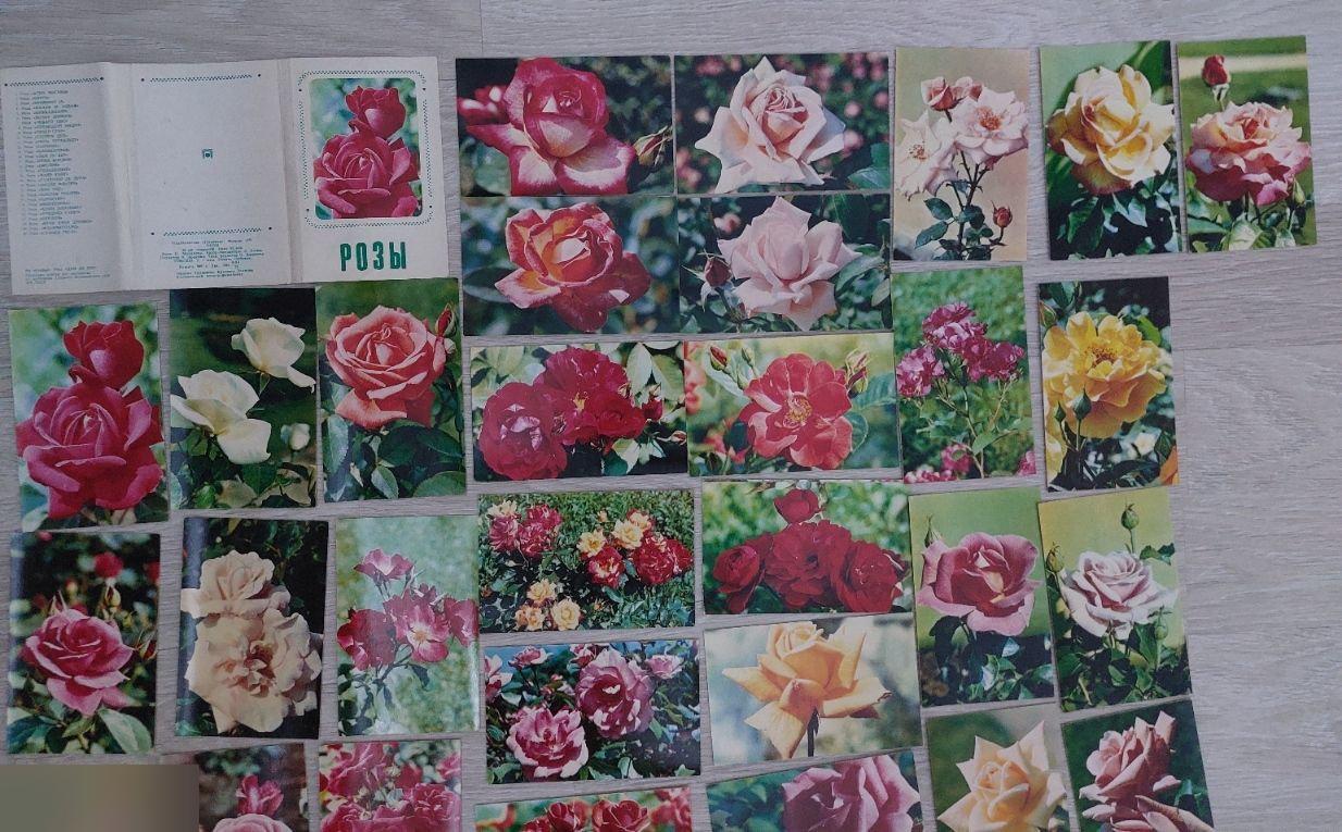 Открытка, Открытки, Флора, Природа, Цветы, Цветок, Розы, 1973 год, Набор, 30 шт. 1
