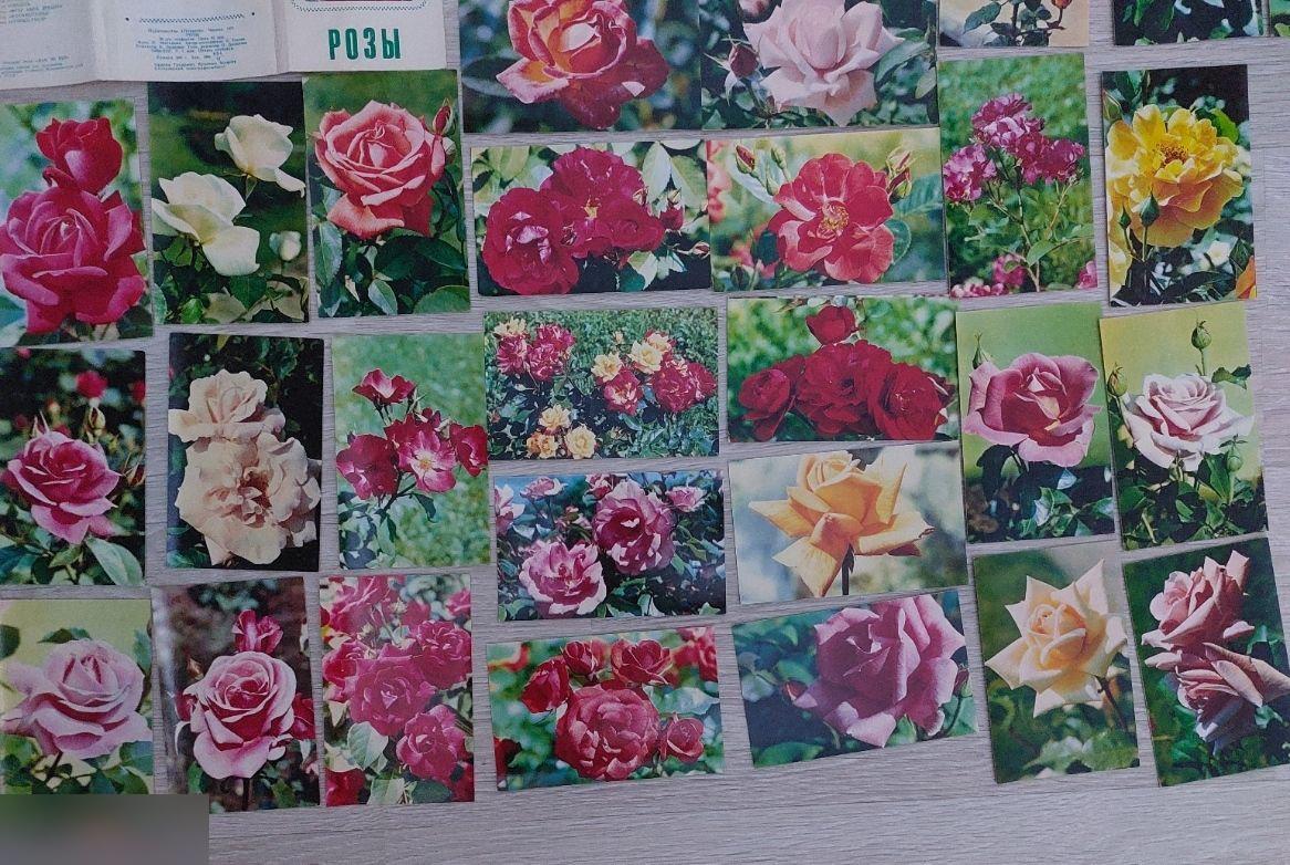 Открытка, Открытки, Флора, Природа, Цветы, Цветок, Розы, 1973 год, Набор, 30 шт. 2