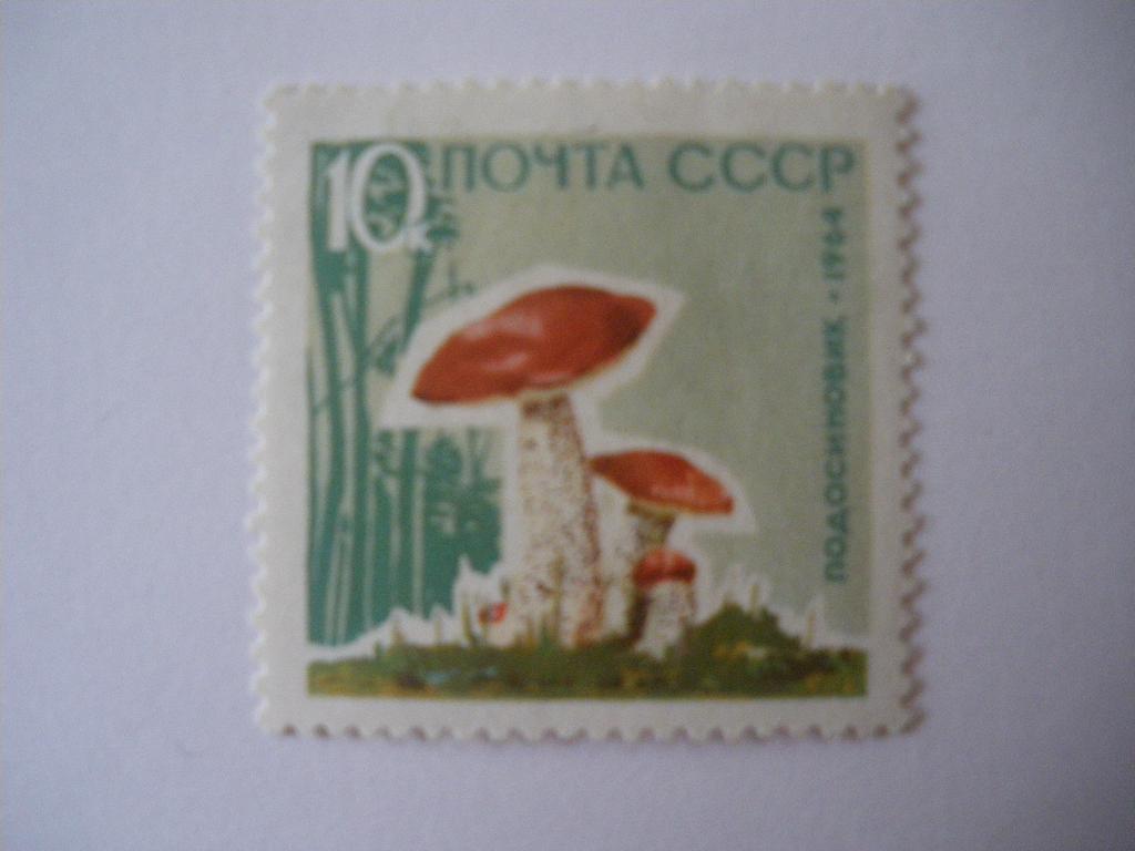 Подосиновики 1964 г