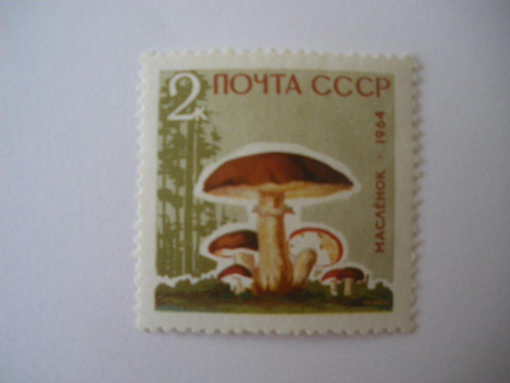 Маслёнок 1964 г