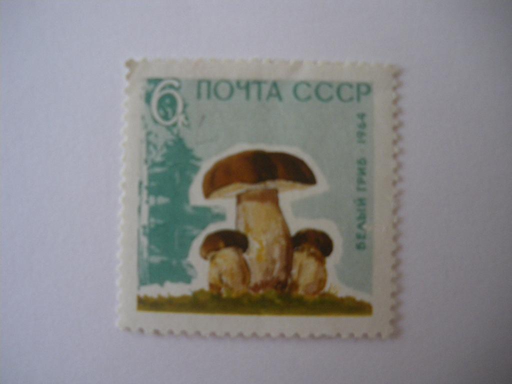 Белые грибы 1964 г