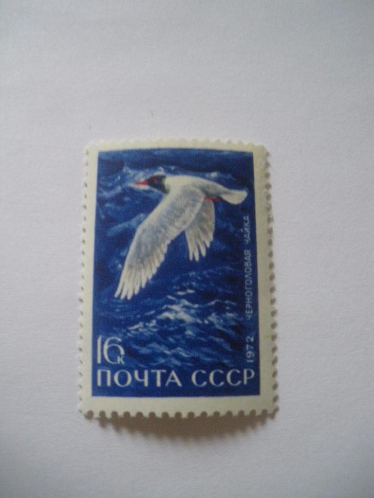 СССР 1972 Фауна Птицы Черноголовая чайка