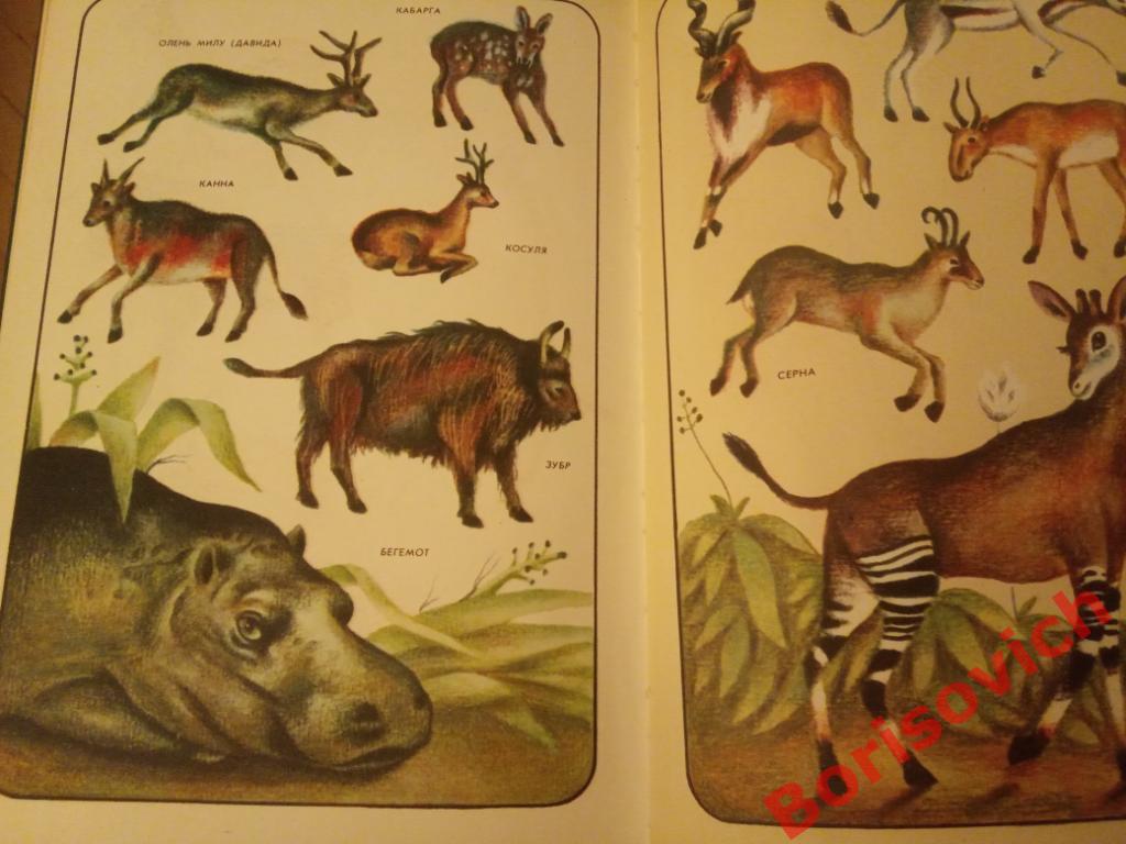 Соседи по планете Млекопитающие Москва 1981 г 304 страницы с иллюстрациями 2