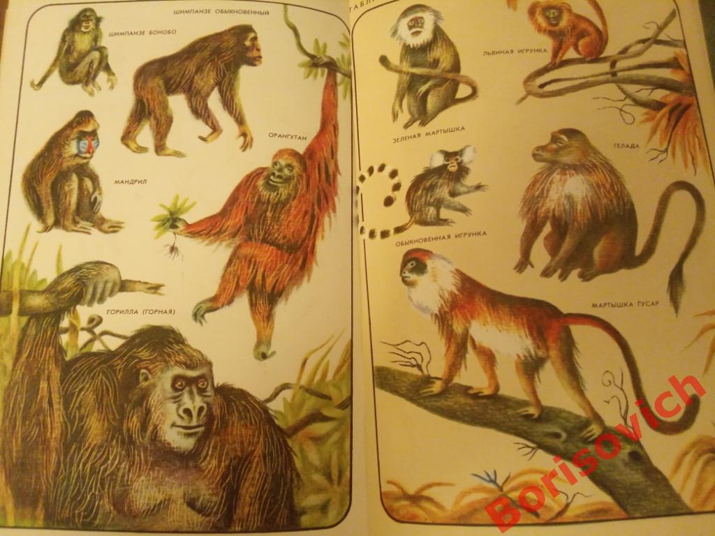 Соседи по планете Млекопитающие Москва 1981 г 304 страницы с иллюстрациями 3