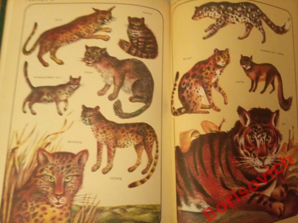 Соседи по планете Млекопитающие Москва 1981 г 304 страницы с иллюстрациями 4