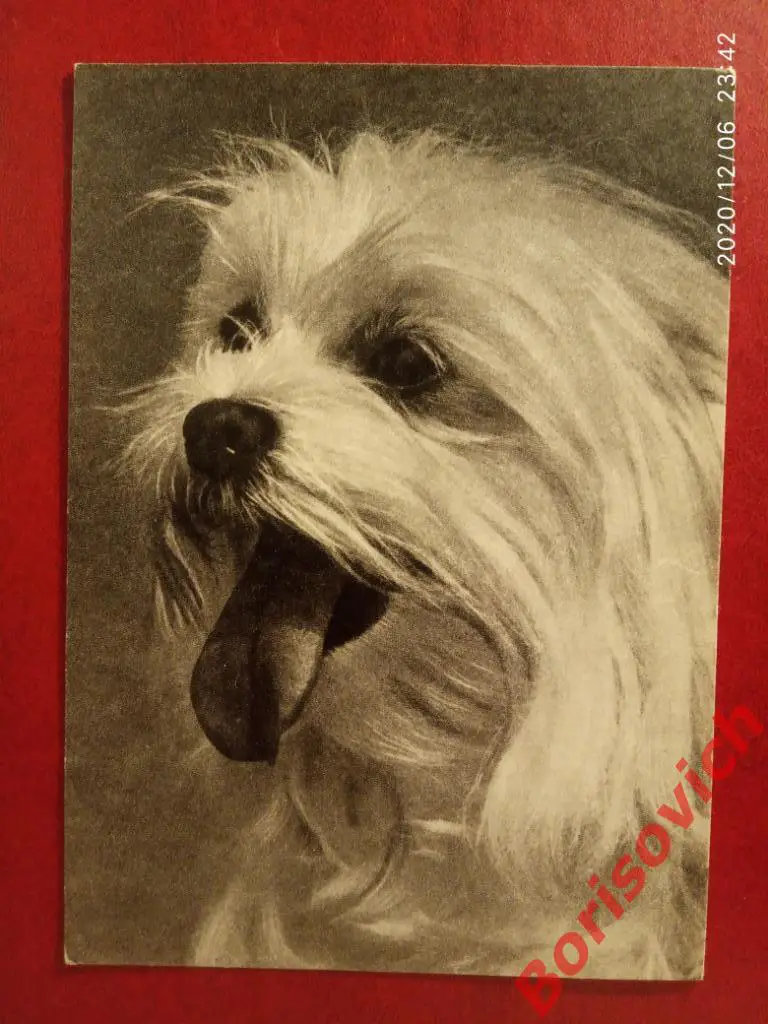 Открытка МАЛЬТИЙСКАЯ БОЛОНКА Советский художник 1968 г Фото В. Елисеева