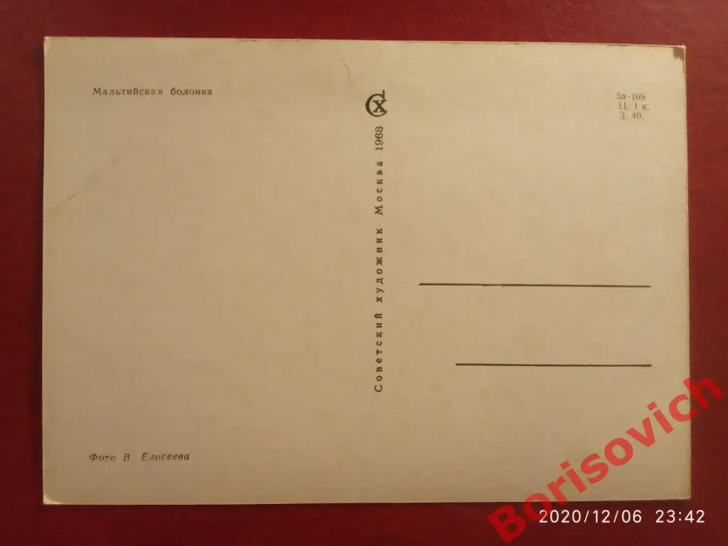Открытка МАЛЬТИЙСКАЯ БОЛОНКА Советский художник 1968 г Фото В. Елисеева 1