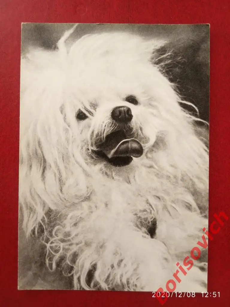 Открытка Французская болонка Советский художник 1968 г Фото В. Елисеева