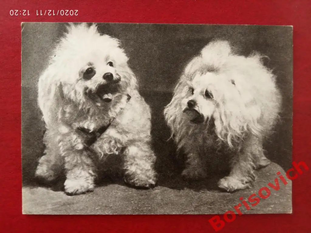 Открытка Французкие болонки Советский художник 1968 г Фото В. Елисеева