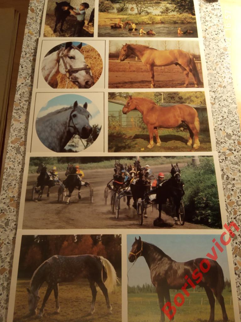 Набор открыток ТАКИЕ РАЗНЫЕ КОНИ Комплект из 15 штук 1988 г 1