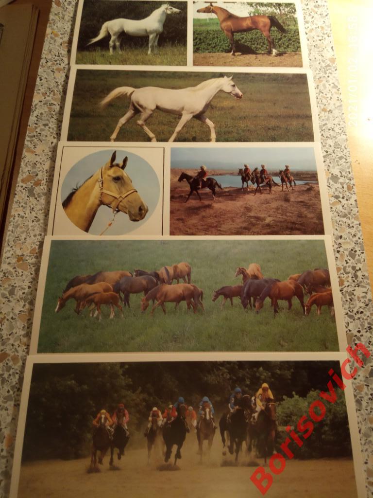 Набор открыток ТАКИЕ РАЗНЫЕ КОНИ Комплект из 15 штук 1988 г 2