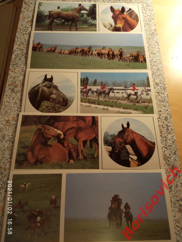 Набор открыток ТАКИЕ РАЗНЫЕ КОНИ Комплект из 15 штук 1988 г 3