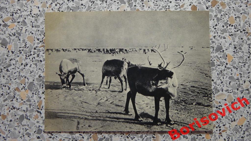 Дальний Восток Анадырский район Оленье стадо 1957