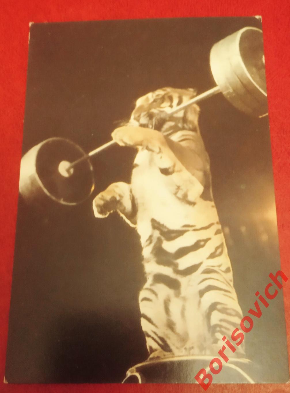 Календарик Цирк 1986 Тигр со штангой
