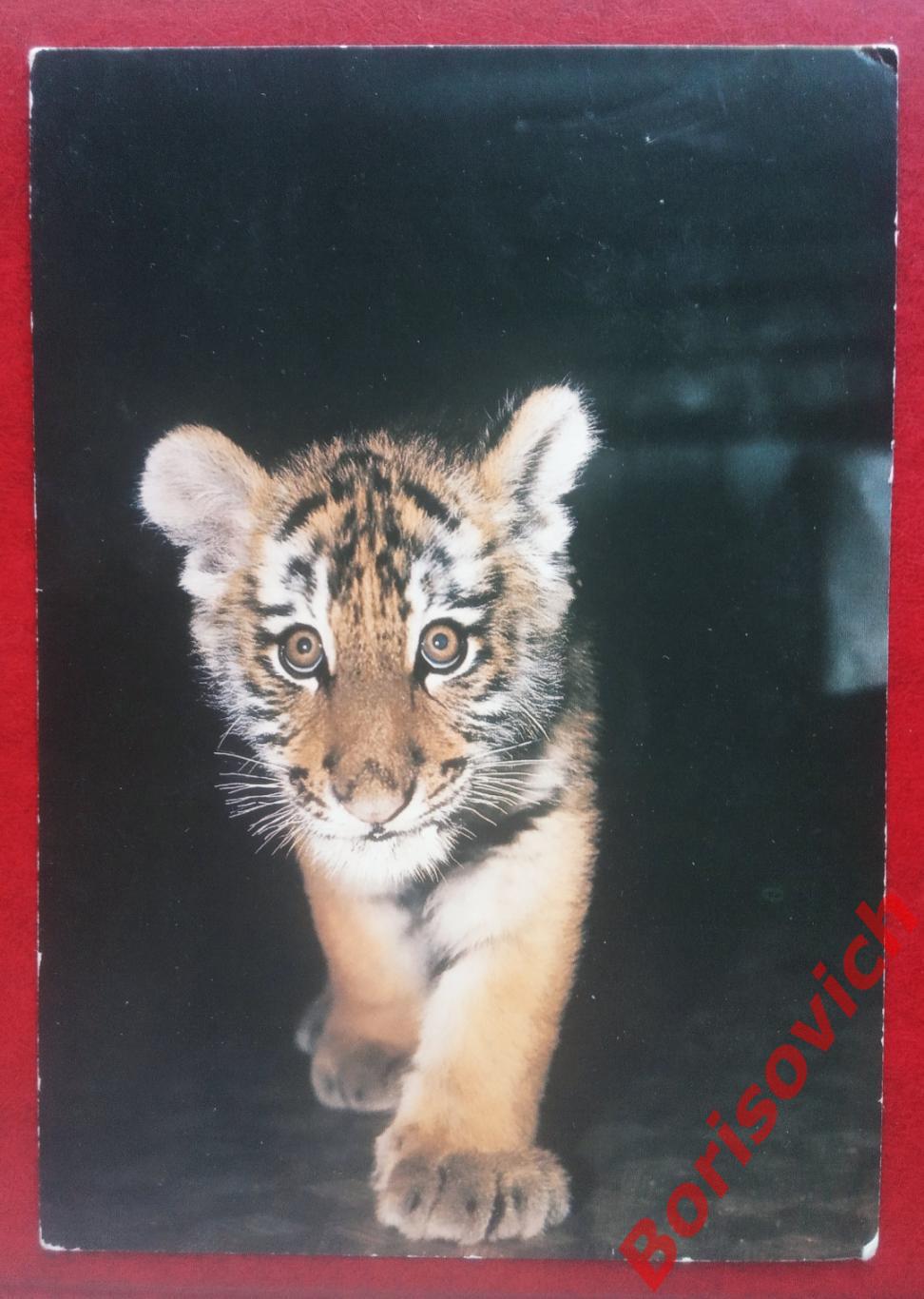 Открытка Амурский тигренок 1982 г