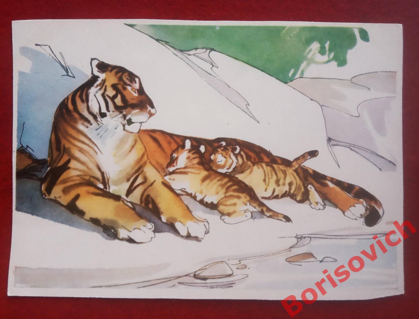 Открытка Тигрица с тигрятами 1964 г