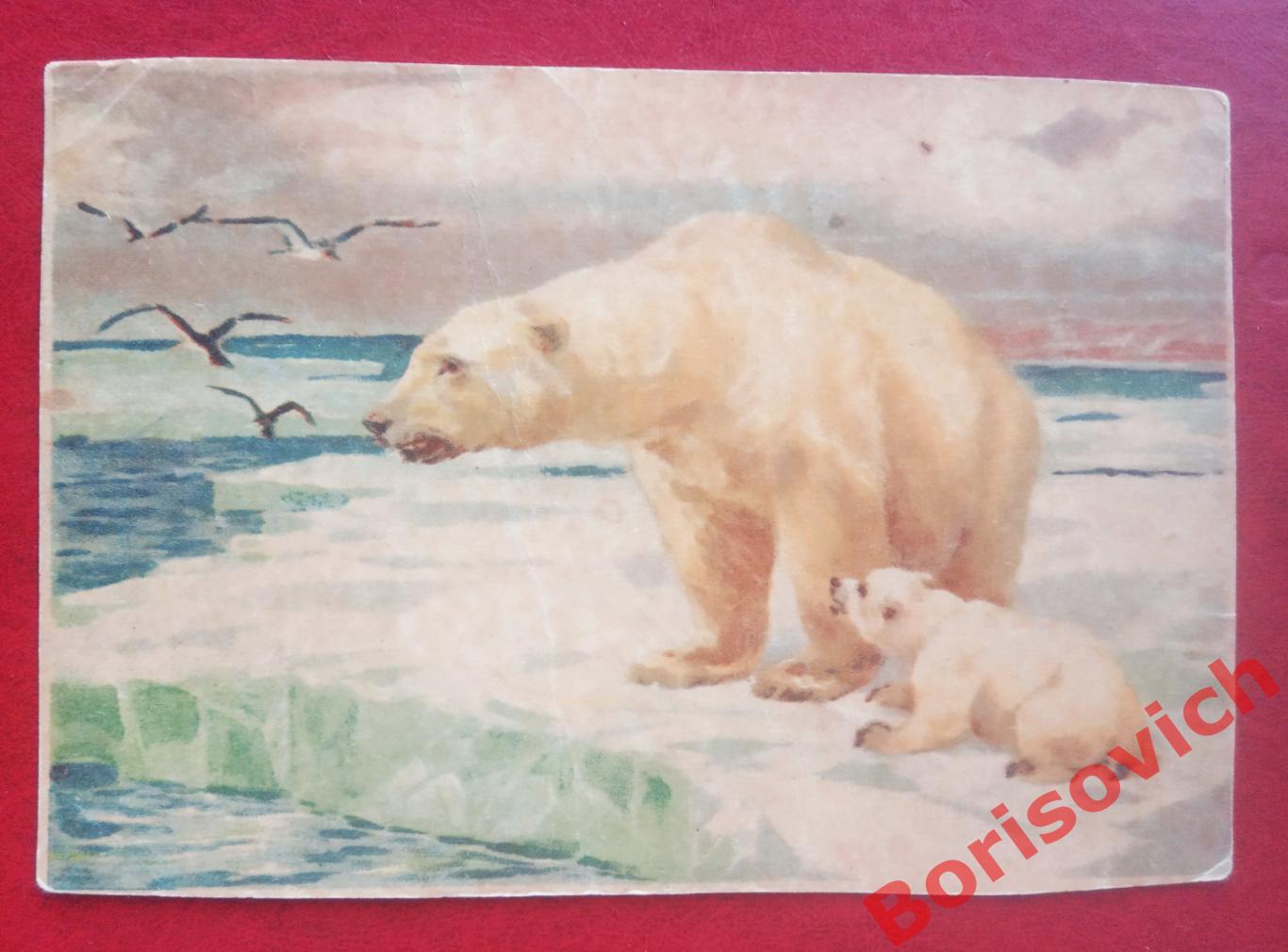 Почтовая карточка Белый медведь