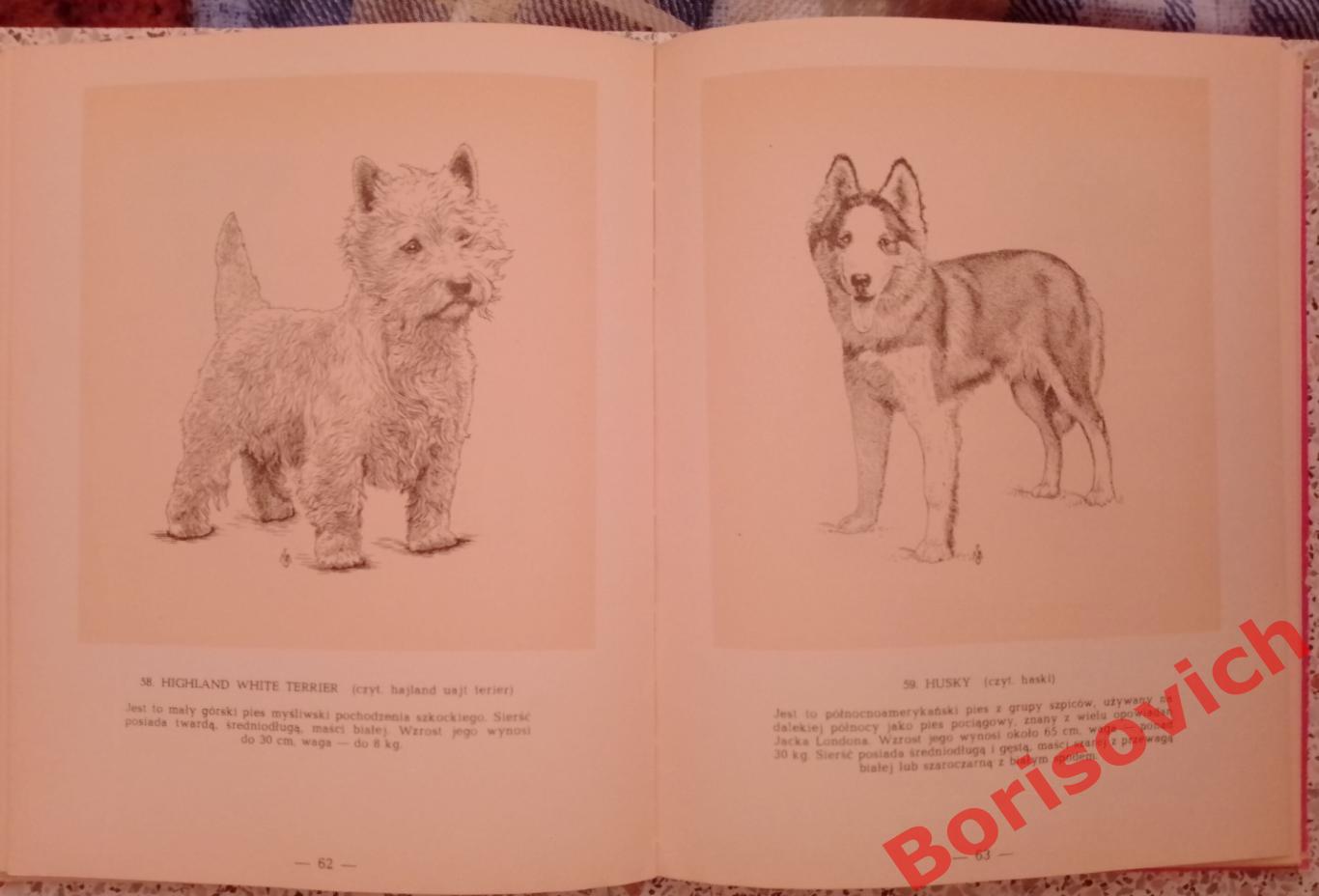 Породистые собаки 1960 г 144 страницы На польском языке. 5