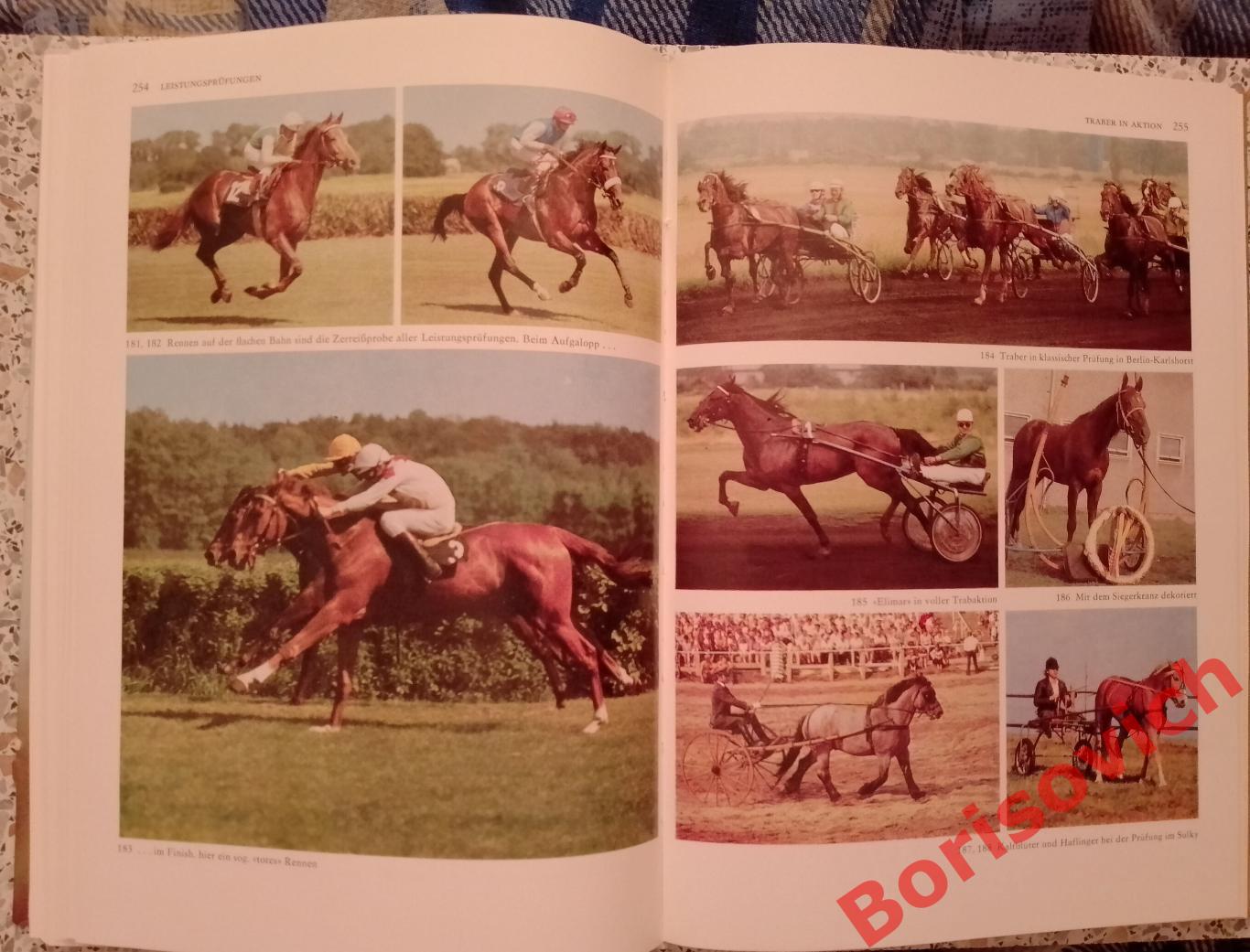 Разведение лошадей Pferde zucht 1987 г 448 страниц НА НЕМЕЦКОМ ЯЗЫКЕ 7