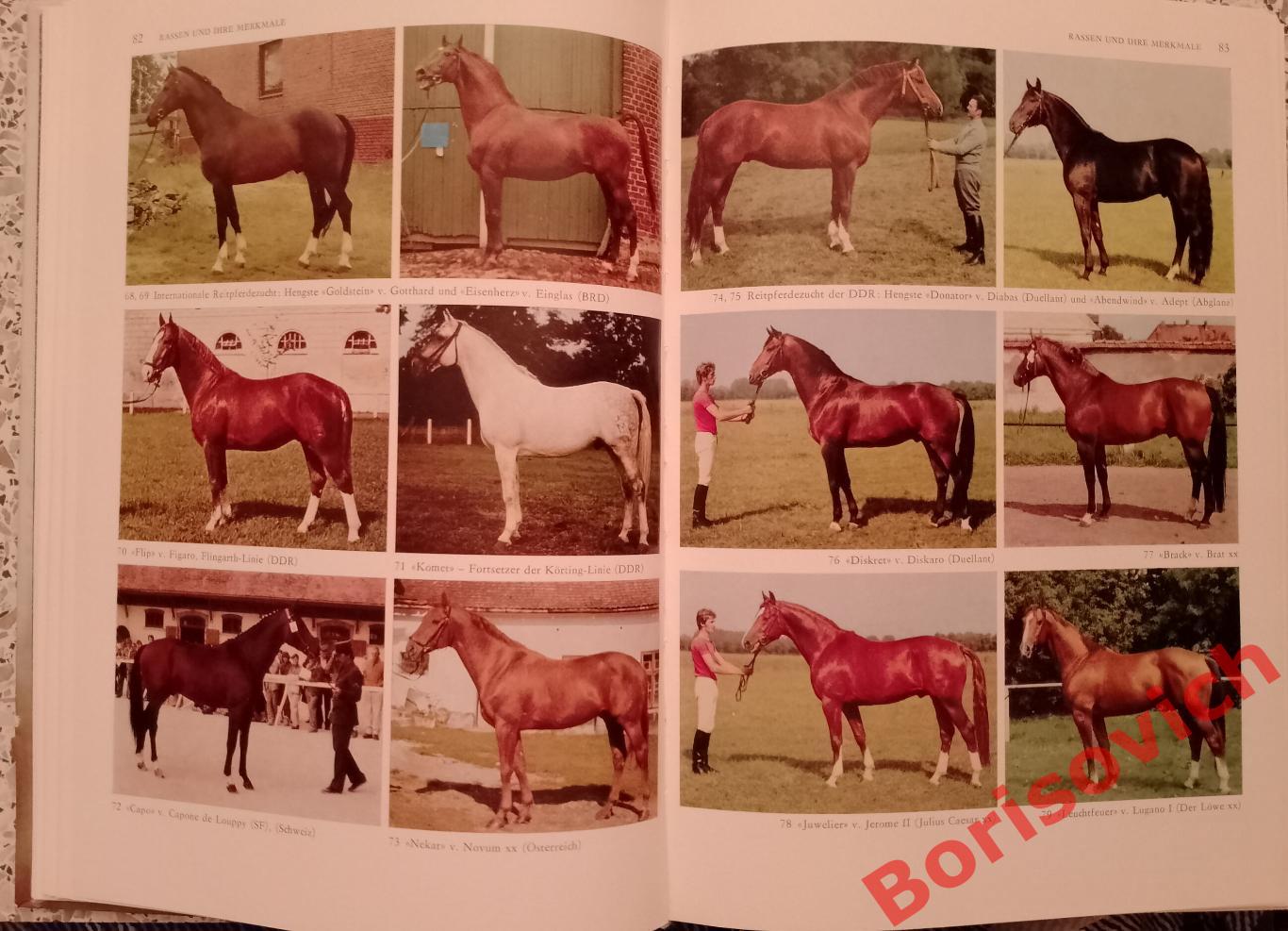 Разведение лошадей Pferde zucht 1987 г 448 страниц НА НЕМЕЦКОМ ЯЗЫКЕ 2