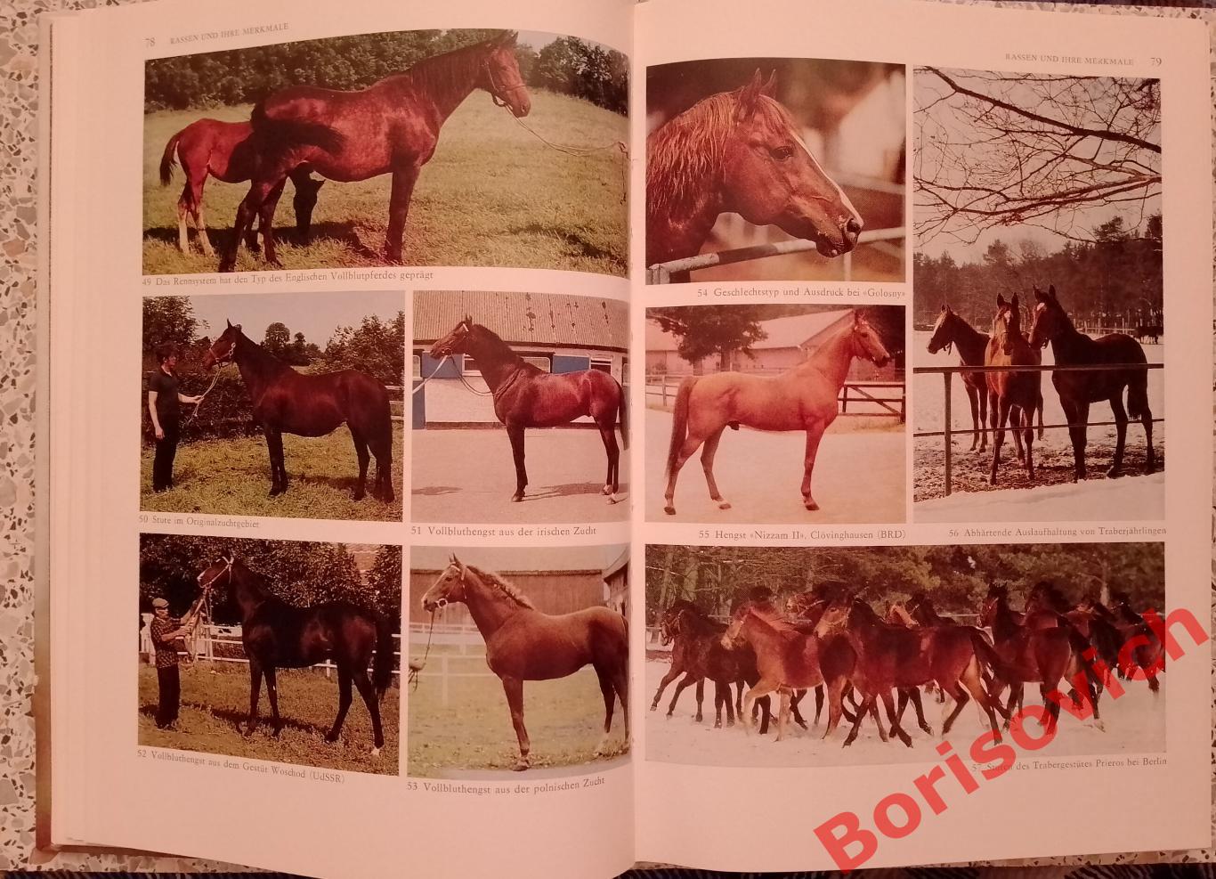 Разведение лошадей Pferde zucht 1987 г 448 страниц НА НЕМЕЦКОМ ЯЗЫКЕ 3