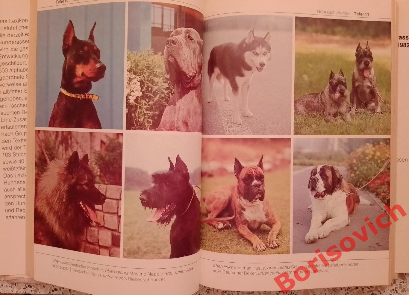 Би - лексикон Породы собак Bi - Lexikon Hunde rassen 1984 г На немецком языке 5